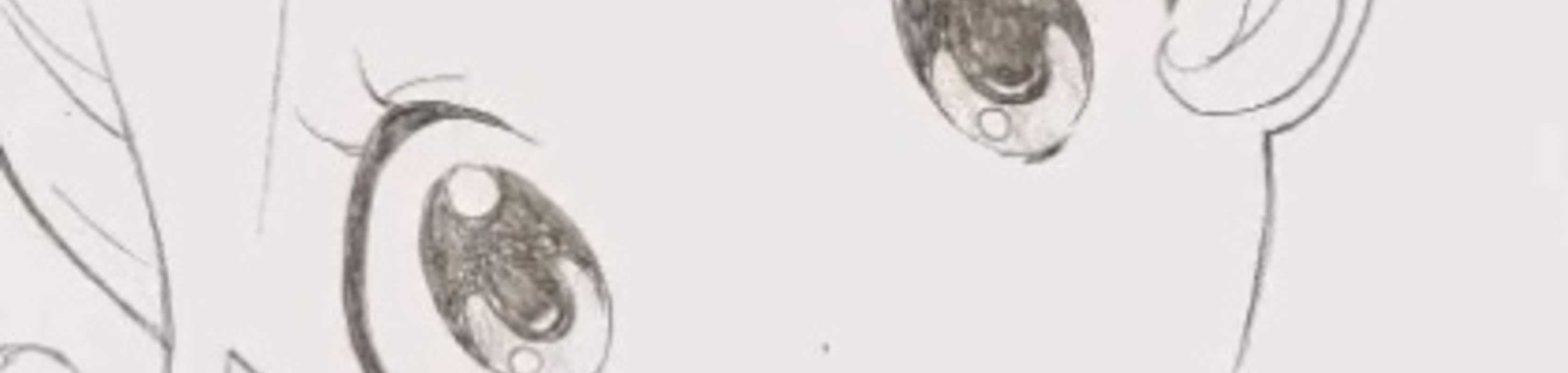 Kyoto Animation Koushiki Twitter: Itsumo Arigatou banner